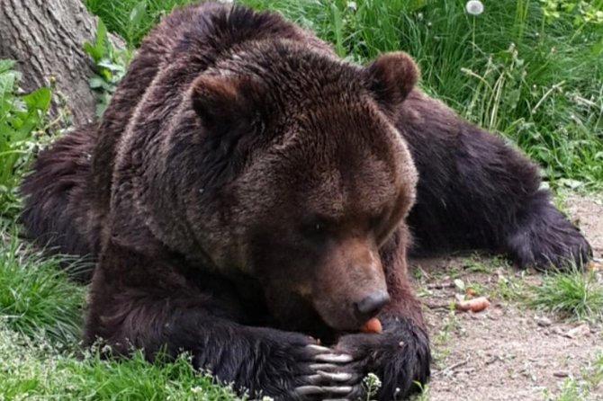Private 4-Day Tour in Transylvania including Transfagarasan Road from Bucharest - Day 4: Bears at Libearty Zărnești, then Snagov Monastery near Vlad Dracula