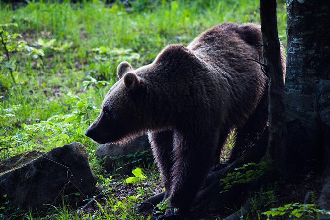 Private Brown Bear Watching Experience near Odorheiu Secuiesc - Key highlights to know before you go