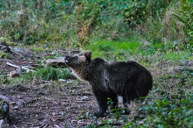 Private Brown Bear Watching Experience near Odorheiu Secuiesc - Timing, late return, and planning dinner