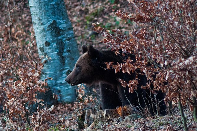 Private Brown Bear Watching Experience near Odorheiu Secuiesc - Safety in the Carpathians: armed guide and real-world rules
