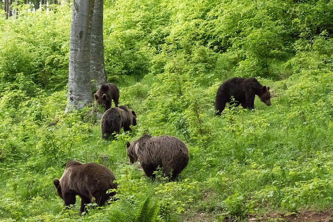Private Brown Bear Watching Experience near Odorheiu Secuiesc - Photo gear checklist that matches the reality