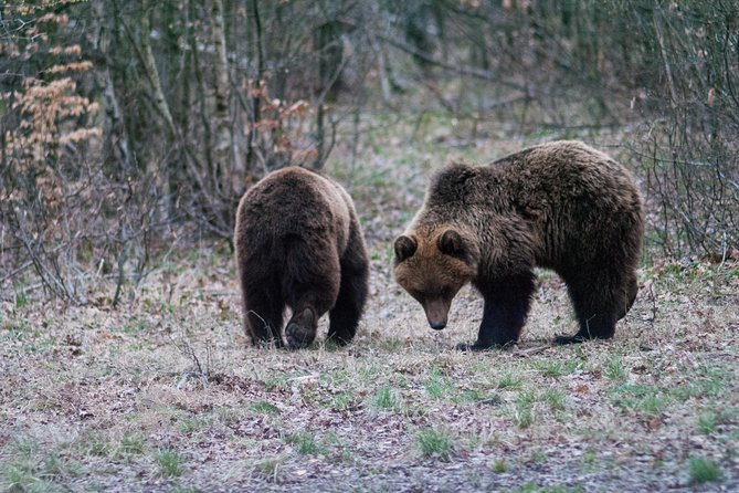 Private Brown Bear Watching Experience near Odorheiu Secuiesc - Value at $82.80: what you get for the money