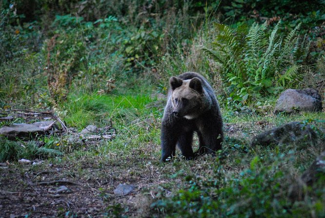 Private Brown Bear Watching Experience near Odorheiu Secuiesc - Who this private bear watch suits best