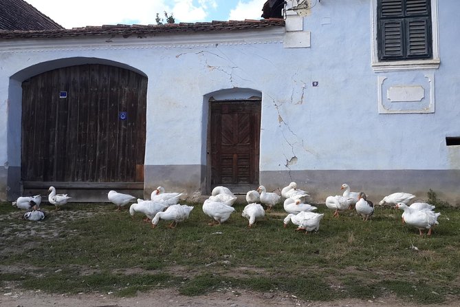 Private Day Tour Sighisoara and Viscri from Brasov with Hotel Pick Up/ Drop Off - Door-to-door comfort, and why it changes the whole day