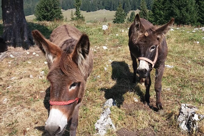 Private Full-Day Hiking Tour in Piatra Craiului National Park - What a private hiking tour changes in real terms