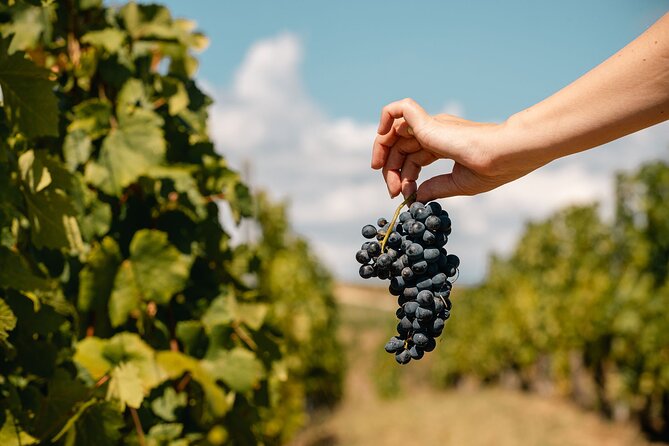 Private Tasting Expedition Along Romania’s Most Famous Wine Route - Price and value: what $325.80 per person really buys you