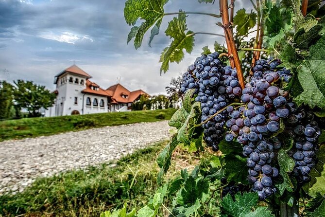 Private Tour to Salt Mine, Lunch at Winery and Dracula Grave - Why the guide matters most on a “legend + place” day