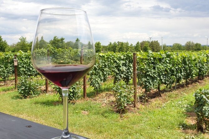 Private Wine Tasting in Cellar and the Winemaking process - Stop 2: Rotarescu House Boutique Wine Cellar in Ceptura de Jos