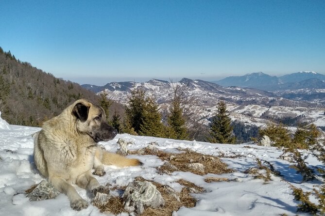 Rambling in Transylvania - The Piatra Craiului National Park Walk: 10-12 km With a Story Guide