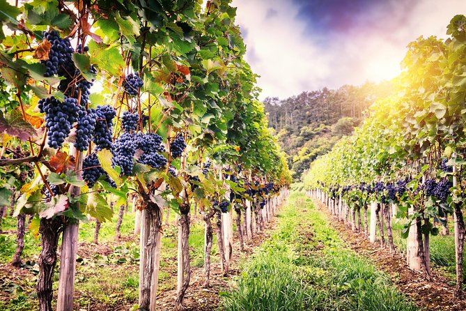 Romanian Wine Tasting - What You’re Really Buying With This Romanian Wine Tasting Day