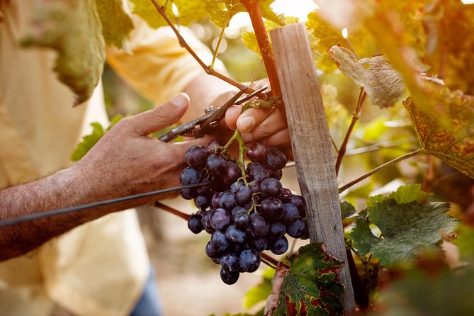 Romanian Wine Tasting - Price and Logistics: Is $107.17 Good Value?