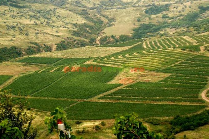 Salt Mine , Lunch at Winery & Dracula Grave - Private Tour - Casa Seciu and the Vineyard-Area Meal: Where the Day Turns Tasty