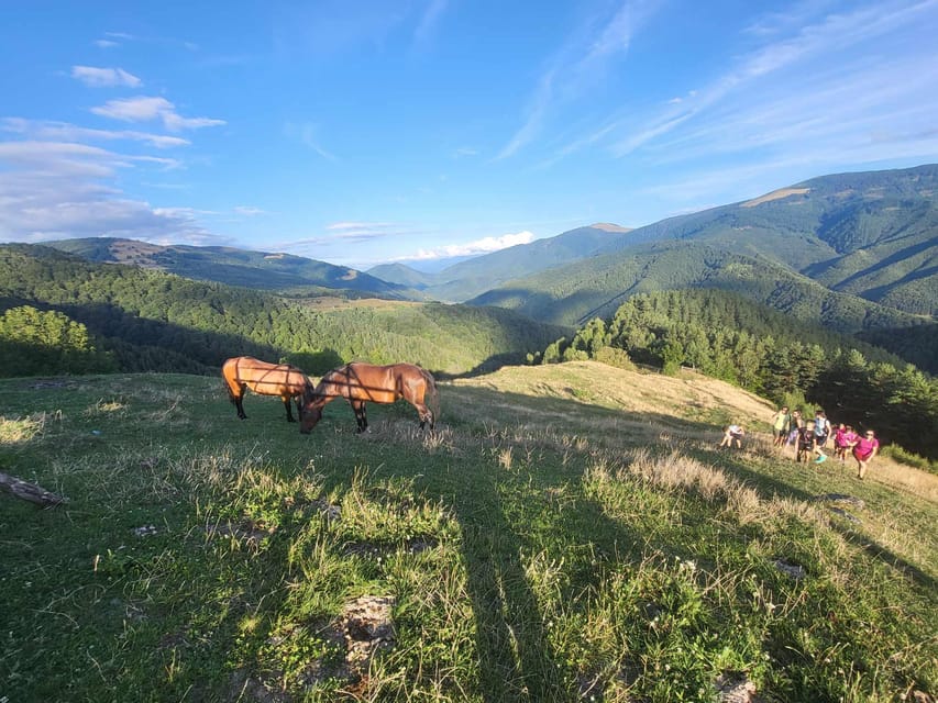 Sibiu: Cindrel Mountains Hike with Traditional Brunch - Should you book the Sibiu Cindrel Mountains hike with traditional brunch?
