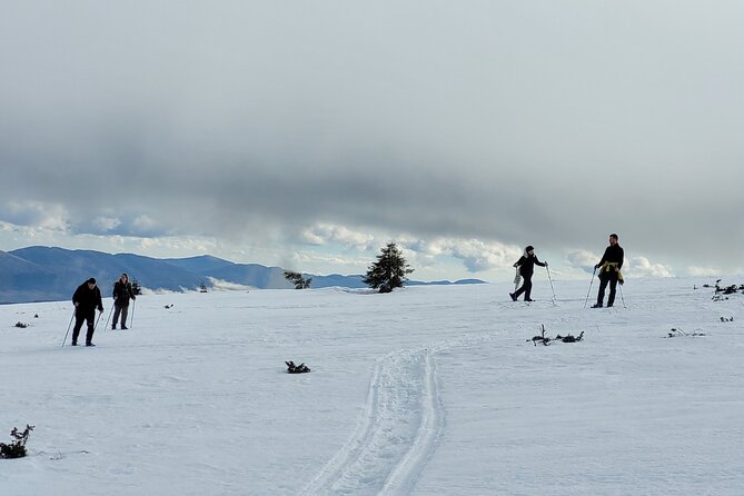 Snowshoeing Fun Tour from Cluj Napoca - What the guide adds: nature facts and a good sense of fun