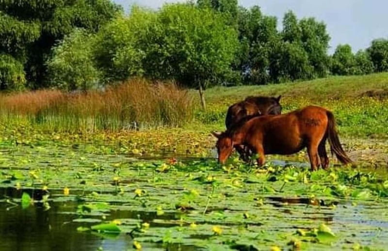 Sulina: Letea Forest Day Trip - Why Letea Forest in the Danube Delta feels special