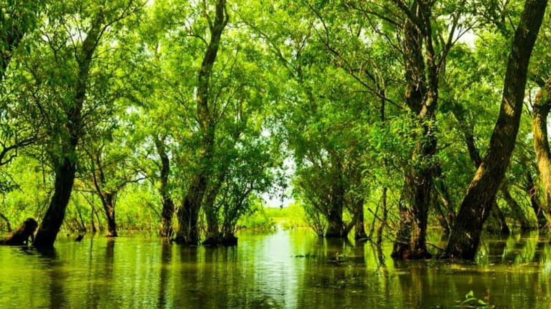 Sulina: Letea Forest Day Trip - Getting to the forest: 4x4 or cart, then rules you actually feel