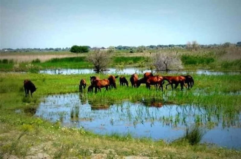 Sulina: Letea Forest Day Trip - The boat ride from Sulina: fast, scenic, and wildlife-focused
