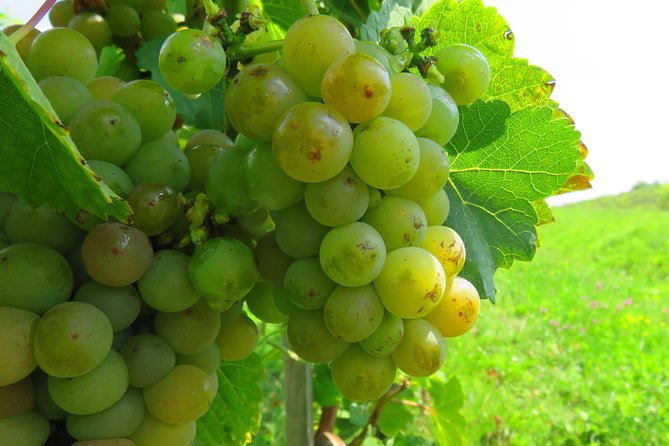 The wine route by bike - Crama Serve Ceptura: A Second Winery With French Connections and Another Tasting