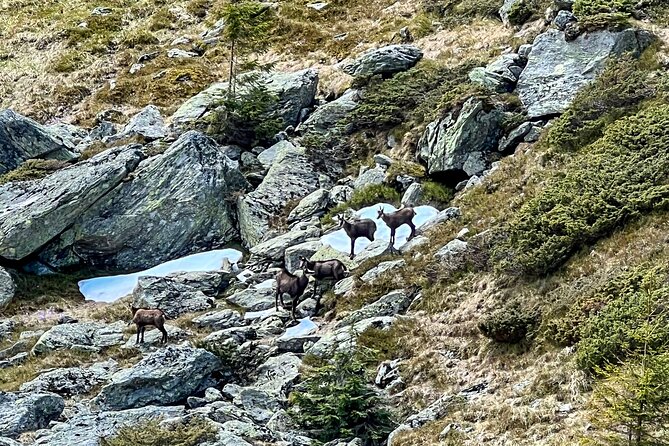Transfagarasan Highway and Bran Castle Day Trip From Brasov - Comfort, pacing, and who this trip suits best