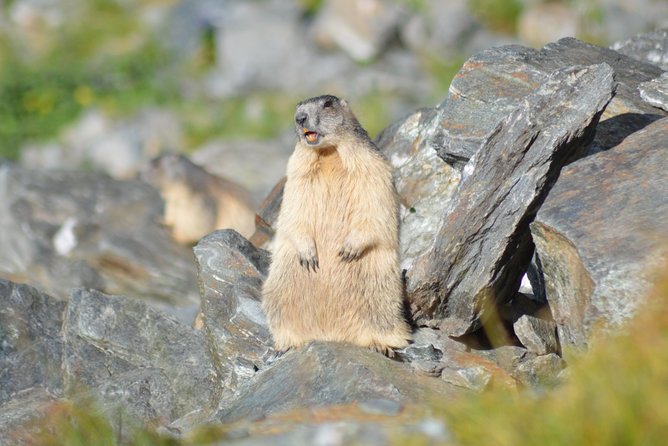 Transfagarasan, Vidraru and Poenari Fortress Tour from Sibiu - Transfăgărășan from Sibiu: why this drive earns the hype