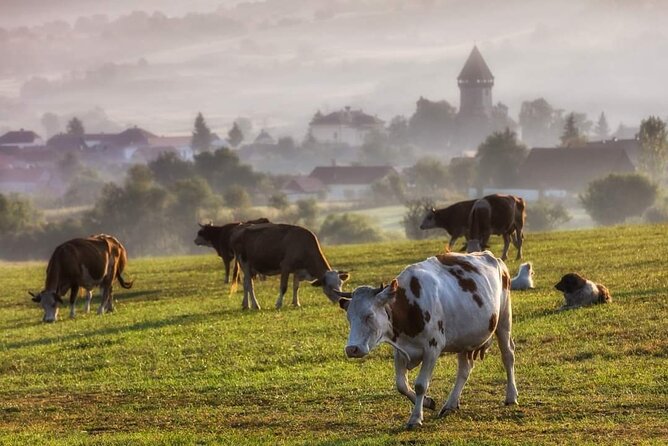 Transfer Bucharest -Brasov with Targoviste and Bran Castle visits - The drive between stops, traffic reality, and how to make the day feel lighter