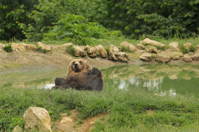 Transylvania with Dracula Castle, Bear Sanctuary and Brasov - Who this tour suits best