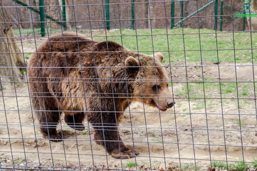 Visit Bear Sanctuary and Bran Castle from Brasov - The 5 hour rhythm: what fits, what might feel rushed