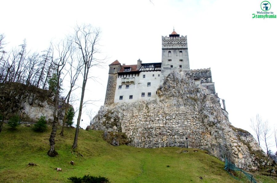 Visit Bear Sanctuary and Bran Castle from Brasov - Who this tour suits best in Transylvania