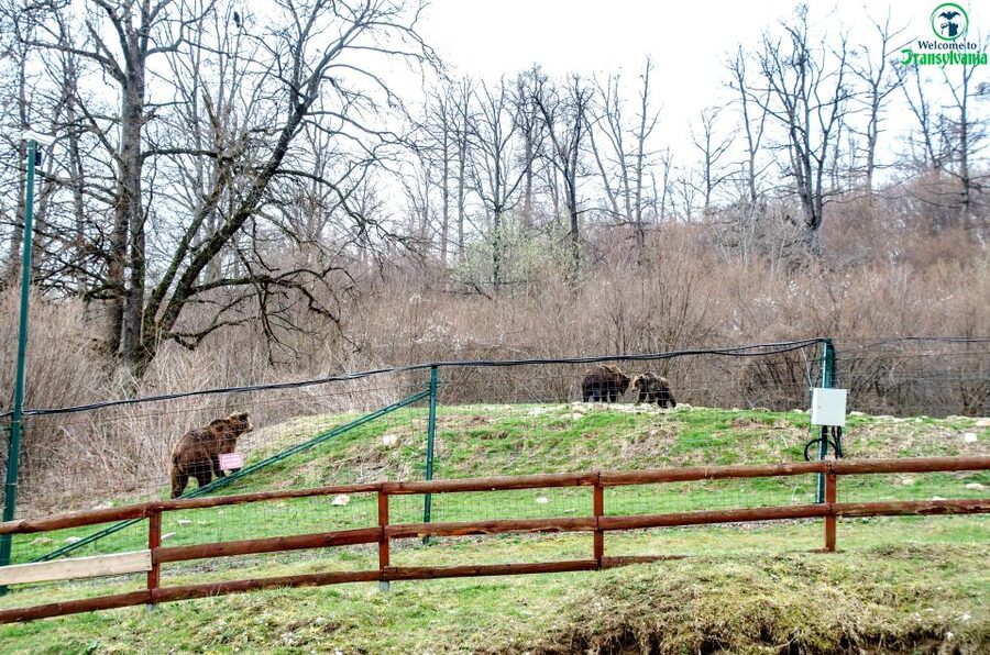 Visit Bear Sanctuary and Bran Castle from Brasov - The guide experience: what Alin’s style signals