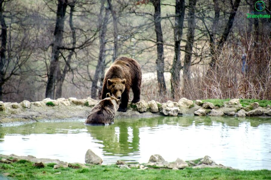 Visit Bear Sanctuary and Bran Castle from Brasov - Should you book the Bran Castle and LiBEARty combo?
