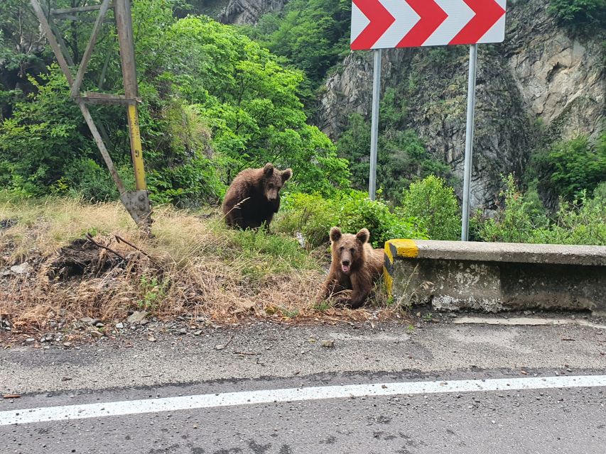 Wild Bears and Dracula Private Day Tour - Key highlights worth your attention