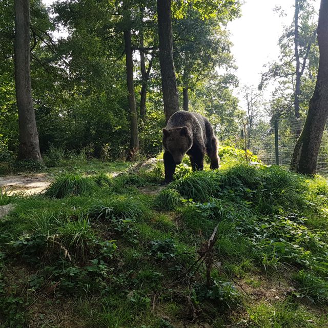 Wild Bears and Dracula Private Day Tour - Wild brown bears by the roadside: a highlight that depends on the day and season