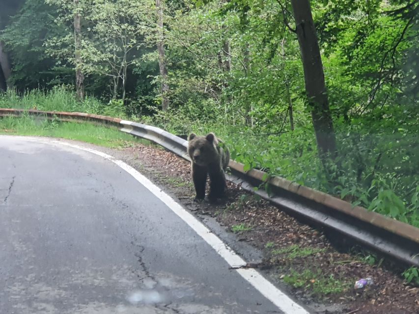 Wild Bears and Dracula Private Day Tour - Private car value: what $323 per person really buys you