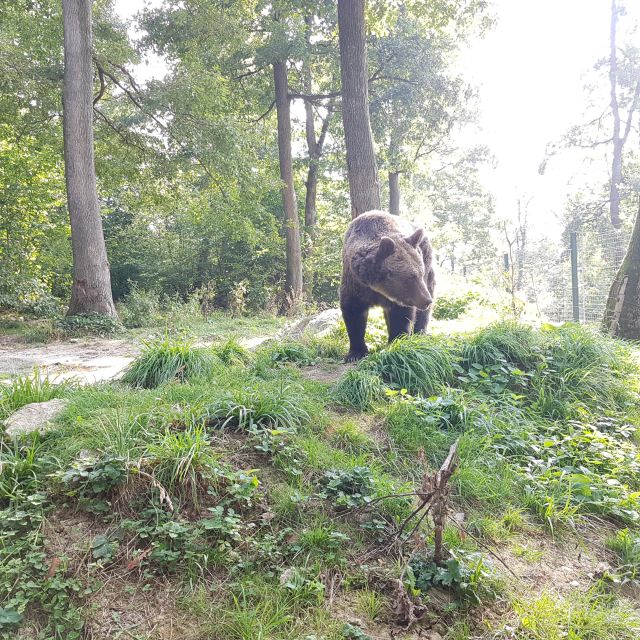 Wild Bears and Dracula Private Day Tour - Languages and guide conversations that make the day click