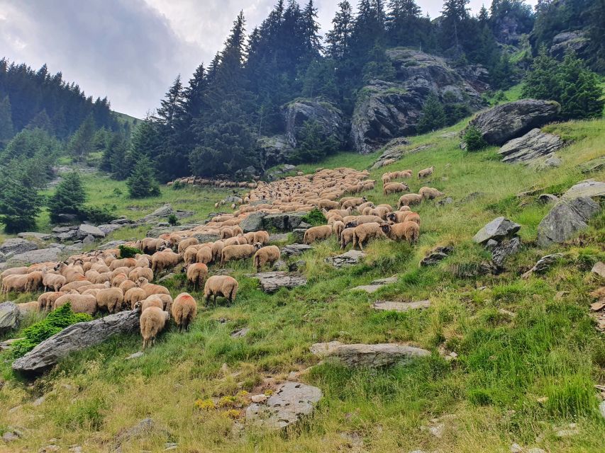 Wild Bears and Dracula Private Day Tour - Season expectations: when bears might be tough and the day still works