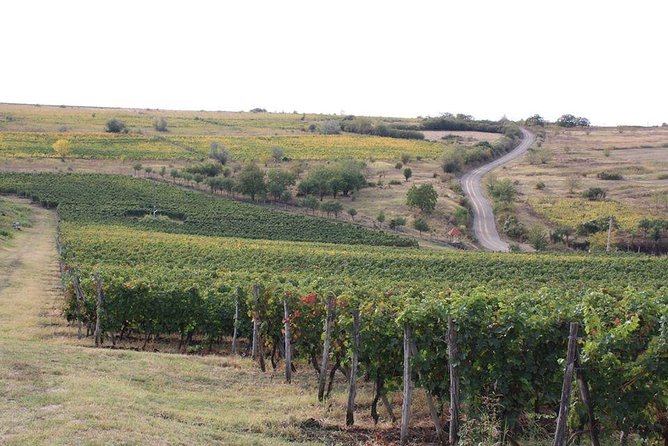 Wines of Wallachia – 8 hours - Should you book Wines of Wallachia?